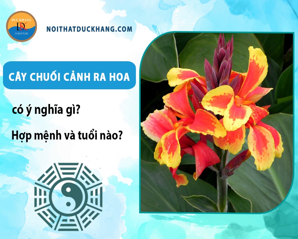 Cây chuối cảnh ra hoa có ý nghĩa gì? Hợp mệnh và tuổi nào? Cây chuối cảnh ra hoa có ý nghĩa gì? Hợp mệnh và tuổi nào?