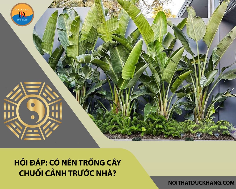 Hỏi đáp: Có nên trồng cây chuối cảnh trước nhà?