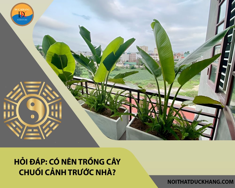 Hỏi đáp: Có nên trồng cây chuối cảnh trước nhà?