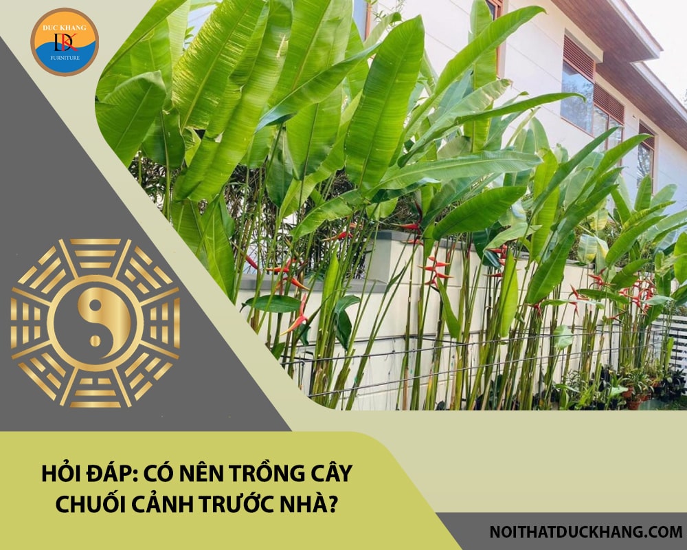 Hỏi đáp: Có nên trồng cây chuối cảnh trước nhà?