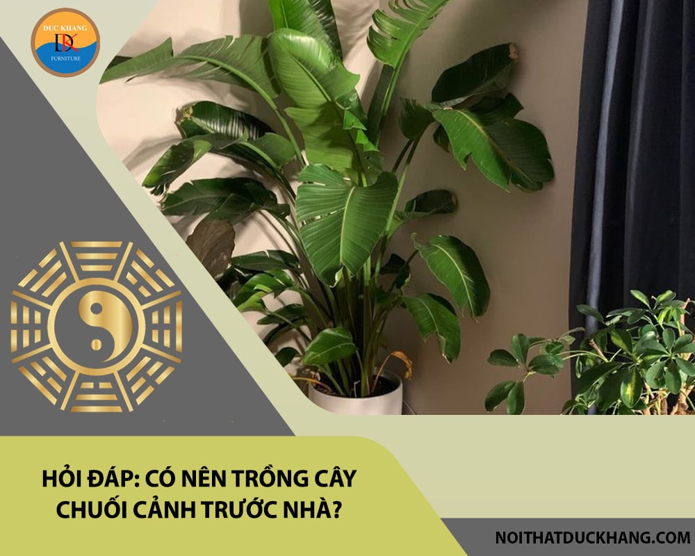 Hỏi đáp: Có nên trồng cây chuối cảnh trước nhà?