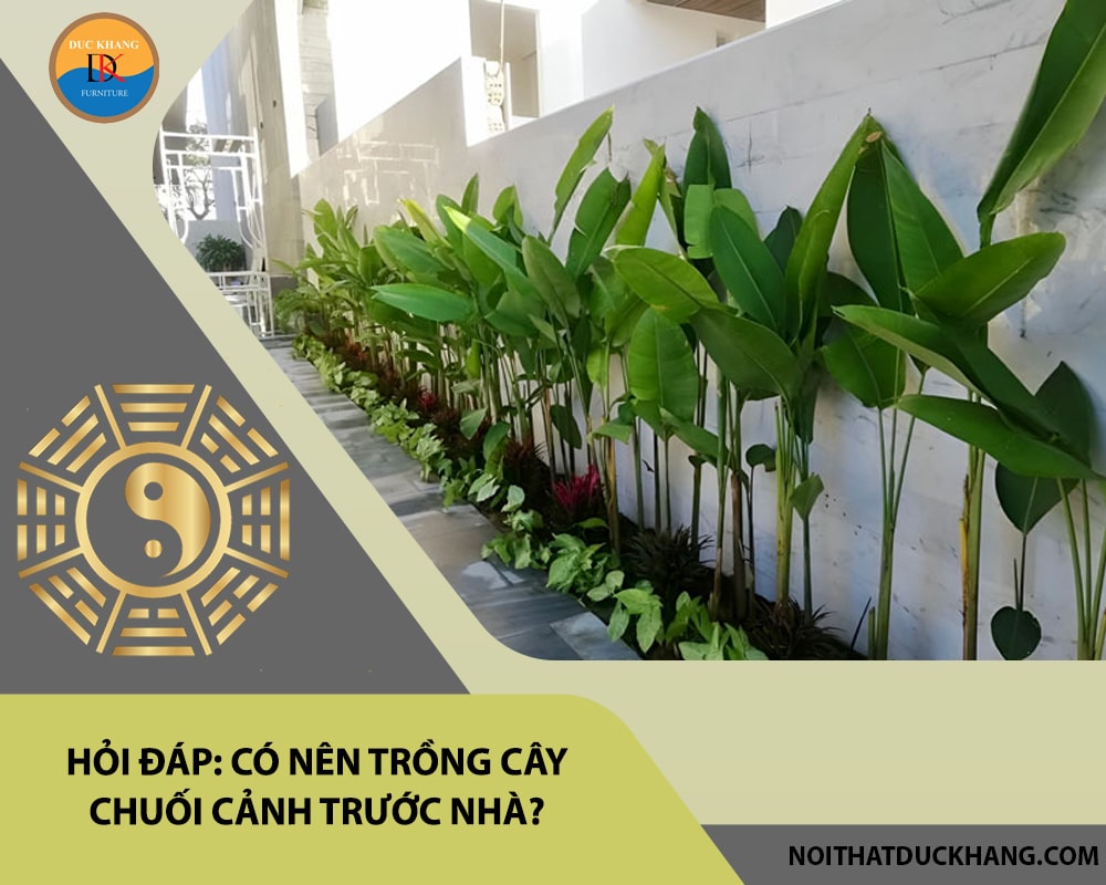 Hỏi đáp: Có nên trồng cây chuối cảnh trước nhà?