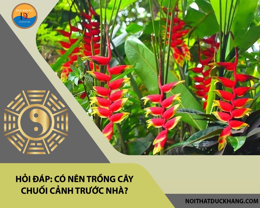 Hỏi đáp: Có nên trồng cây chuối cảnh trước nhà?