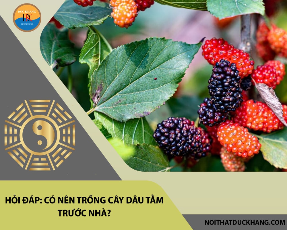 Hỏi đáp: Có nên trồng cây dâu tằm trước nhà?