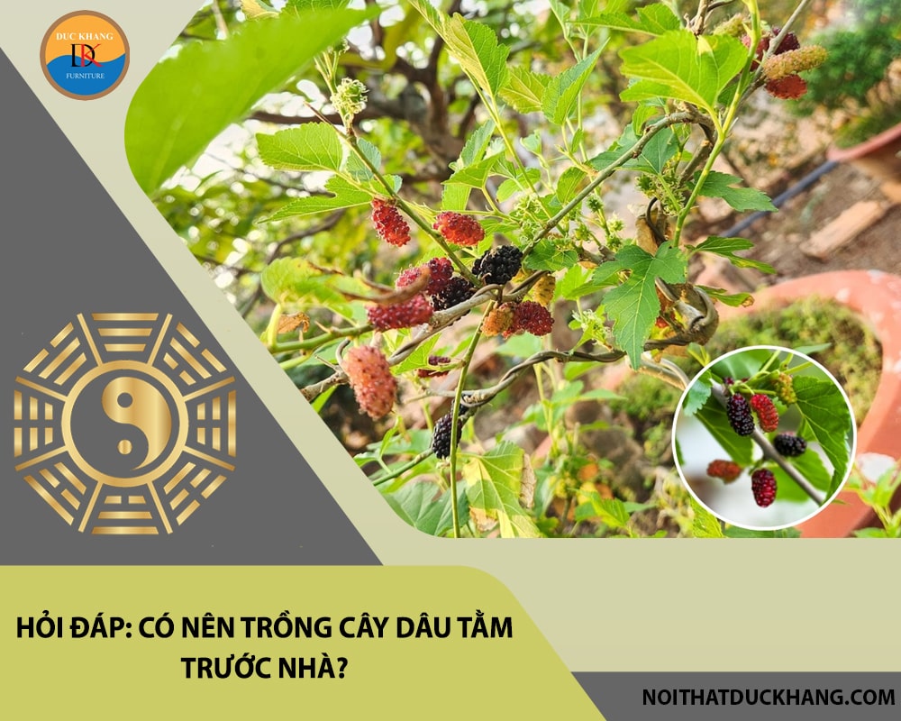 Hỏi đáp: Có nên trồng cây dâu tằm trước nhà?