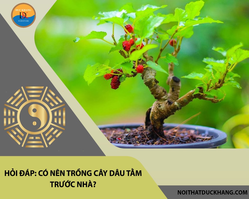 Hỏi đáp: Có nên trồng cây dâu tằm trước nhà?