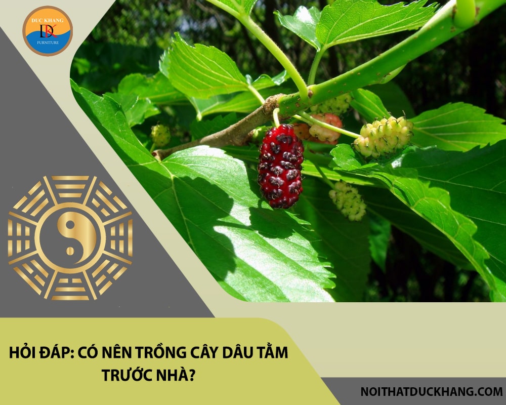 Hỏi đáp: Có nên trồng cây dâu tằm trước nhà?