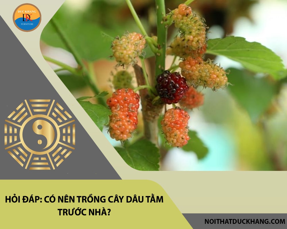 Hỏi đáp: Có nên trồng cây dâu tằm trước nhà?