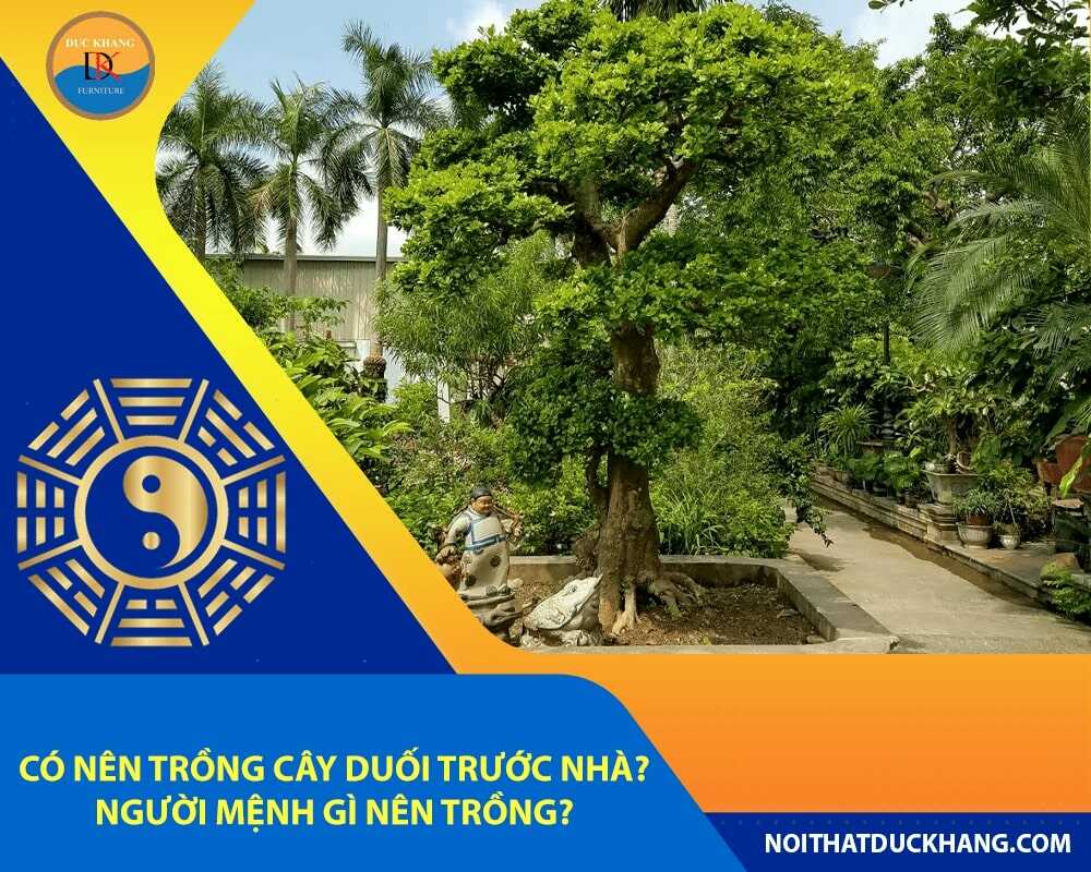 Có nên trồng cây duối trước nhà? Người mệnh gì nên trồng?