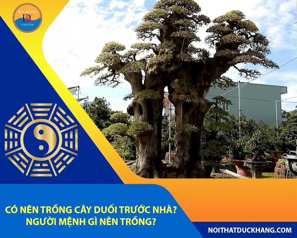 Có nên trồng cây duối trước nhà? Người mệnh gì nên trồng?