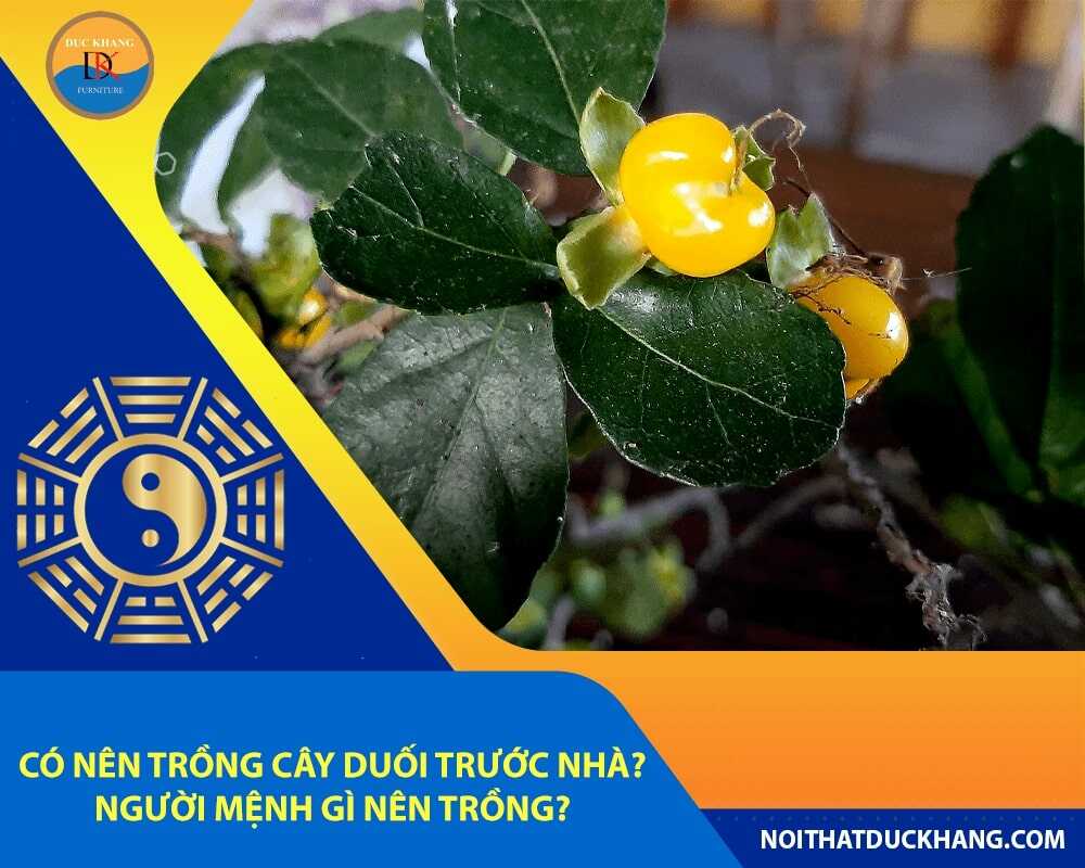 Có nên trồng cây duối trước nhà? Người mệnh gì nên trồng?