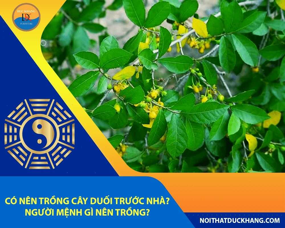 Có nên trồng cây duối trước nhà? Người mệnh gì nên trồng?