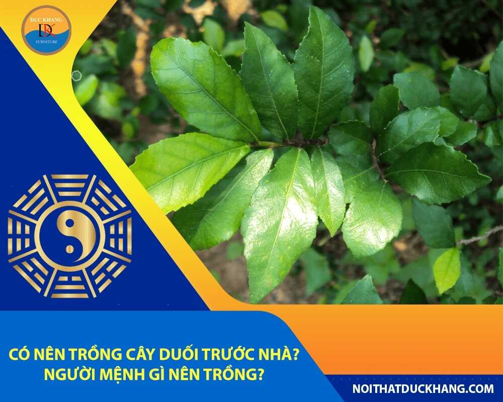 Có nên trồng cây duối trước nhà? Người mệnh gì nên trồng?