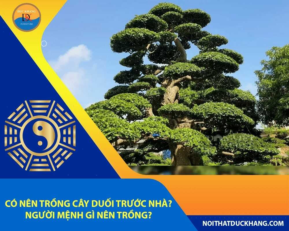 Có nên trồng cây duối trước nhà? Người mệnh gì nên trồng?