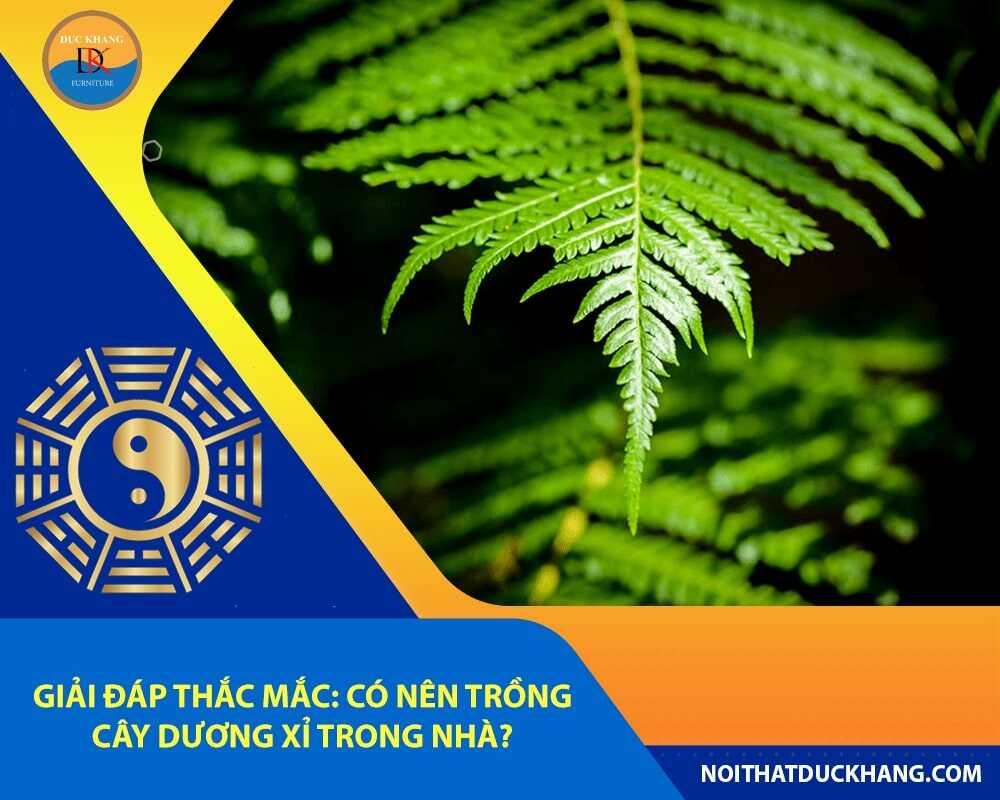 Giải đáp thắc mắc: Có nên trồng cây dương xỉ trong nhà?