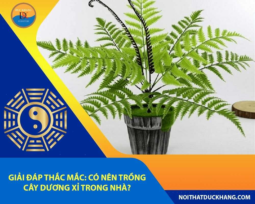 Giải đáp thắc mắc: Có nên trồng cây dương xỉ trong nhà?