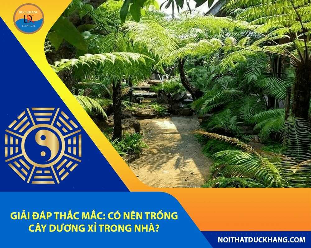 Giải đáp thắc mắc: Có nên trồng cây dương xỉ trong nhà?