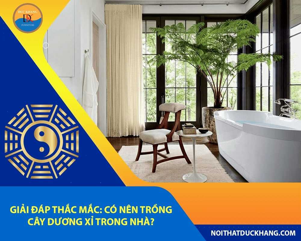 Giải đáp thắc mắc: Có nên trồng cây dương xỉ trong nhà?