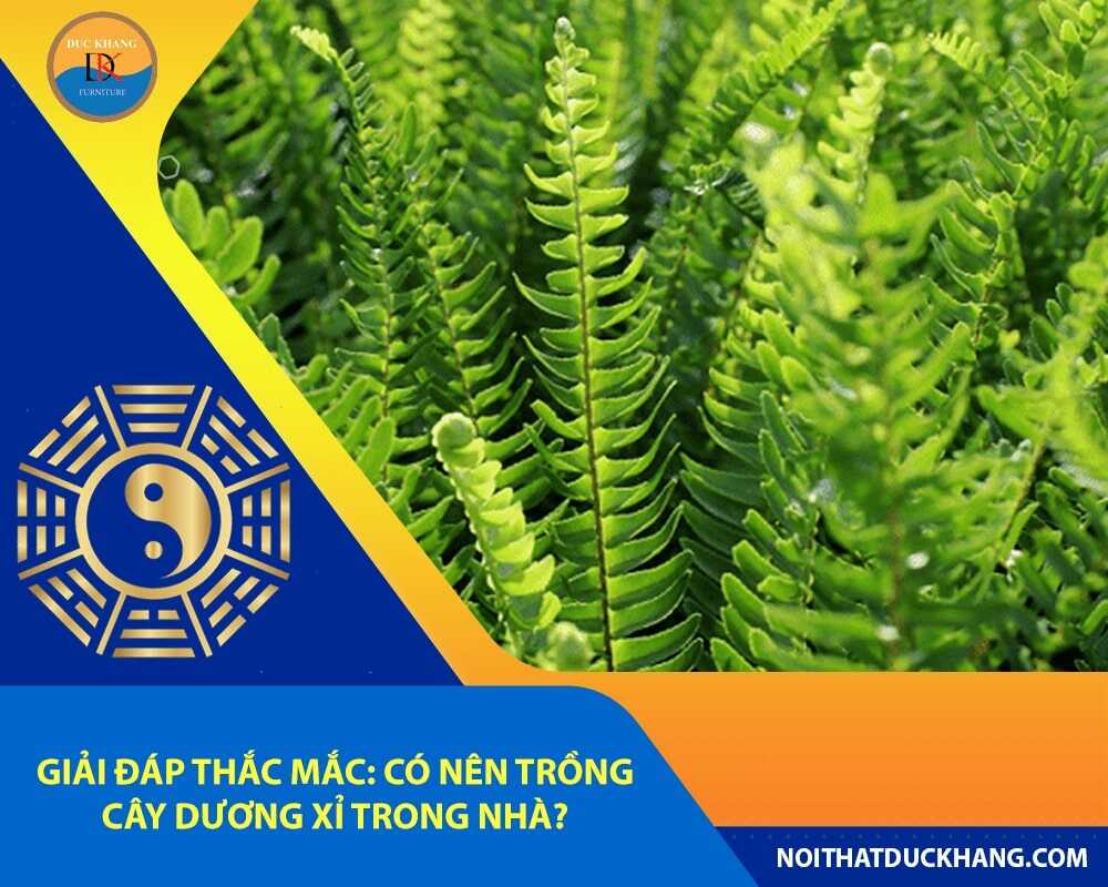 Giải đáp thắc mắc: Có nên trồng cây dương xỉ trong nhà?