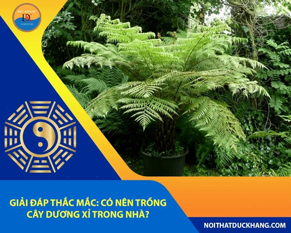 Giải đáp thắc mắc: Có nên trồng cây dương xỉ trong nhà?