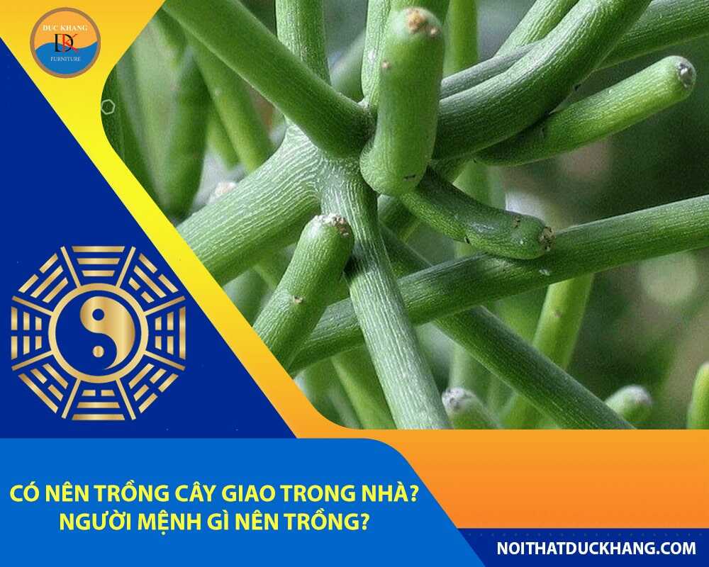 Có nên trồng cây giao trong nhà? Người mệnh gì nên trồng?