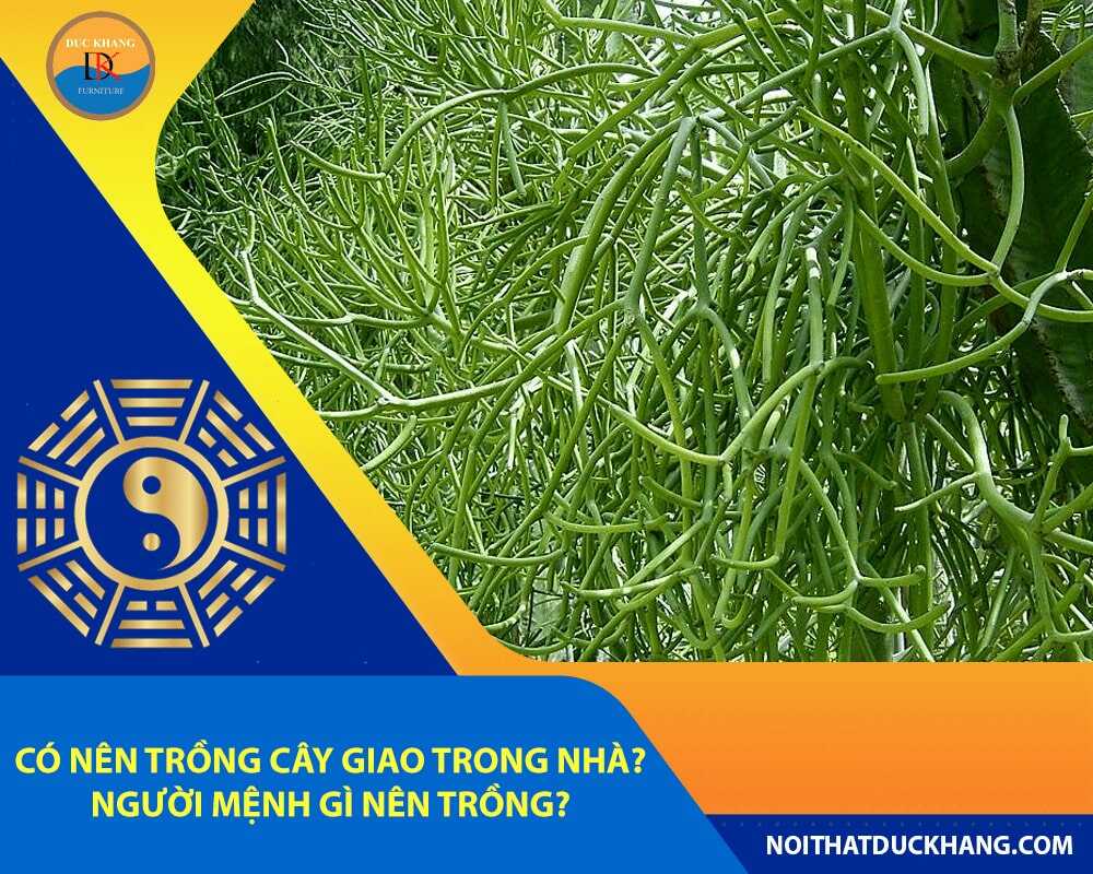 Có nên trồng cây giao trong nhà? Người mệnh gì nên trồng?