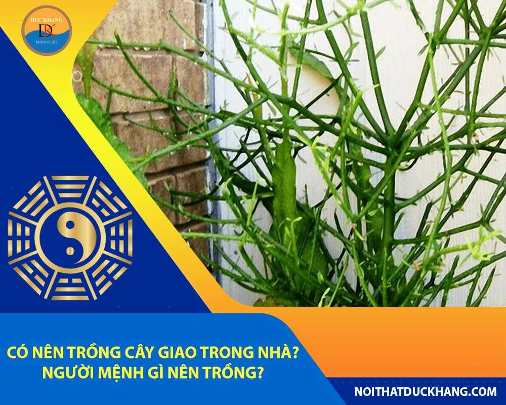 Có nên trồng cây giao trong nhà? Người mệnh gì nên trồng?