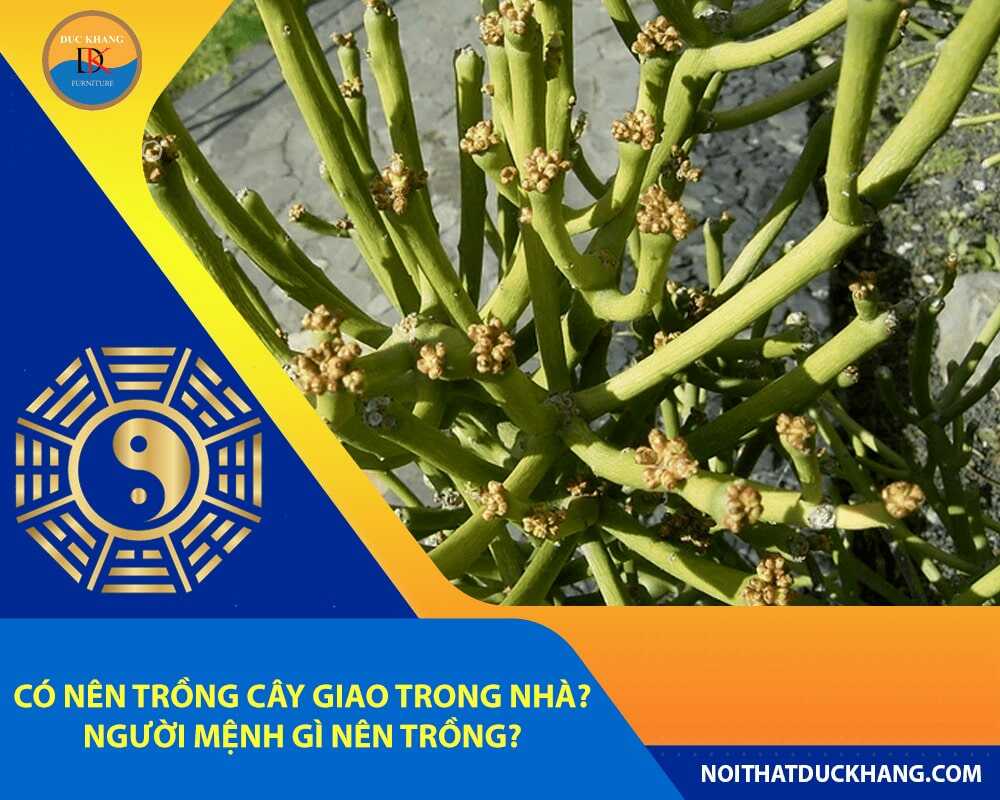 Có nên trồng cây giao trong nhà? Người mệnh gì nên trồng?