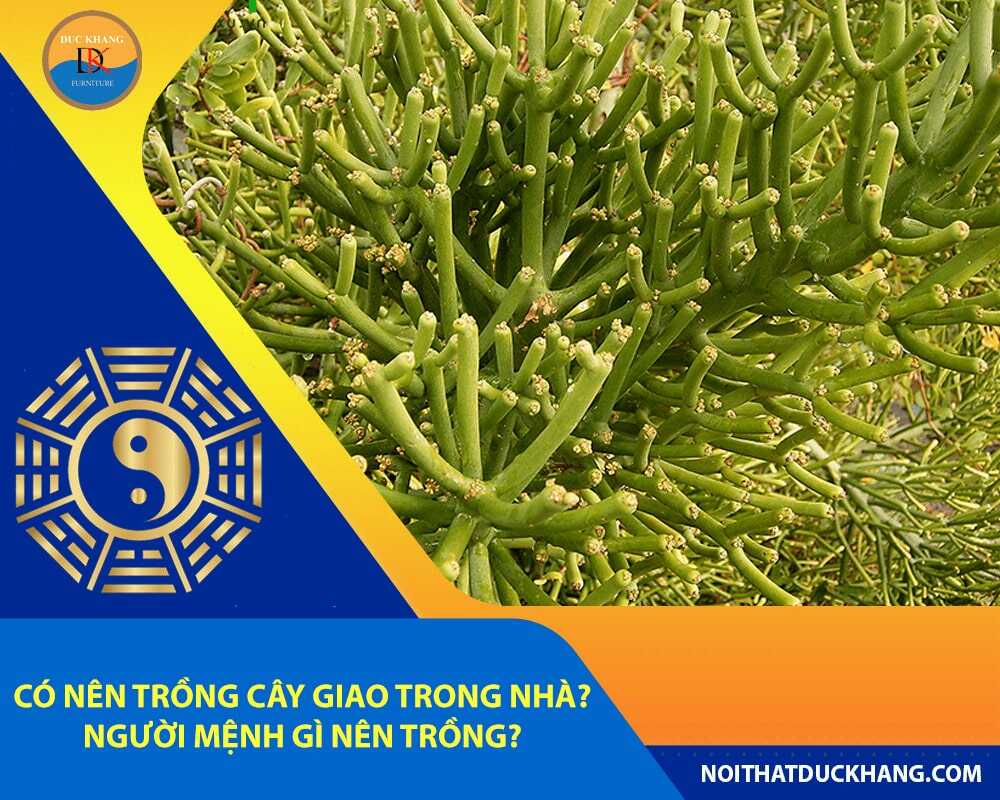 Có nên trồng cây giao trong nhà? Người mệnh gì nên trồng?
