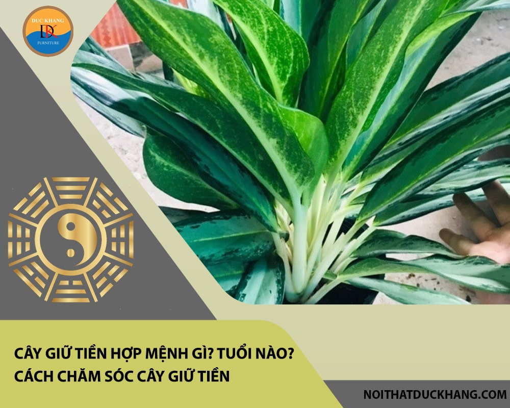 Cây giữ tiền hợp mệnh gì? Tuổi nào? Cách chăm sóc cây giữ tiền
