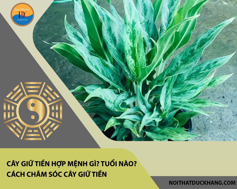 Cây giữ tiền hợp mệnh gì? Tuổi nào? Cách chăm sóc cây giữ tiền