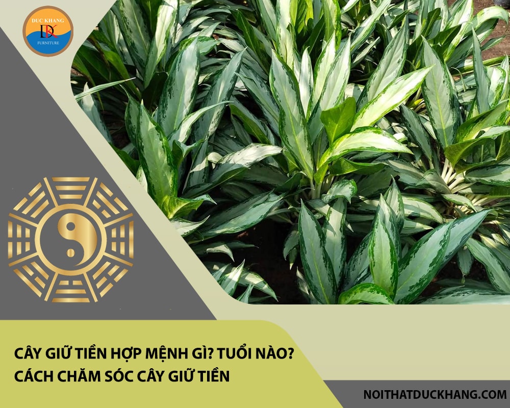 Cây giữ tiền hợp mệnh gì? Tuổi nào? Cách chăm sóc cây giữ tiền