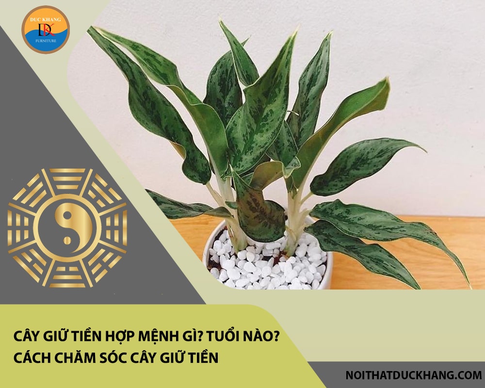 Cây giữ tiền hợp mệnh gì? Tuổi nào? Cách chăm sóc cây giữ tiền