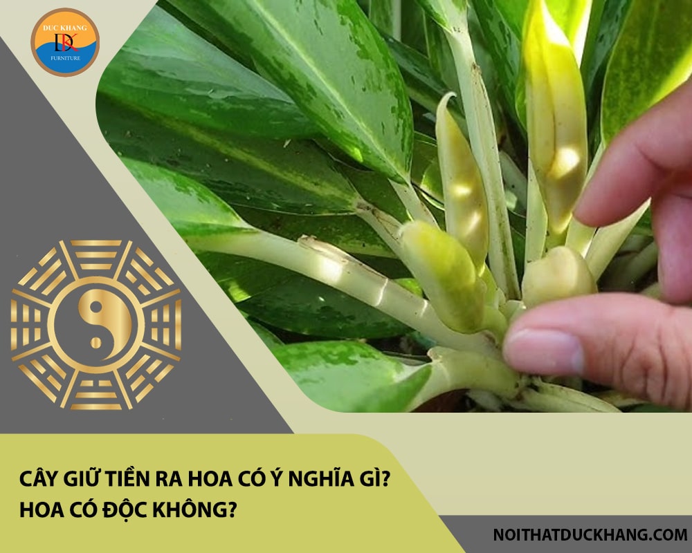 Cây giữ tiền ra hoa có ý nghĩa gì? Hoa có độc không?