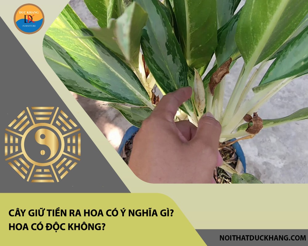 Cây giữ tiền ra hoa có ý nghĩa gì? Hoa có độc không?