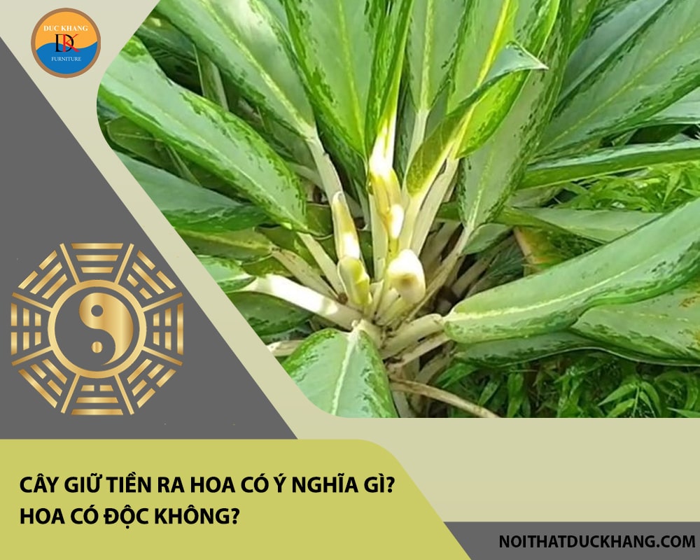 Cây giữ tiền ra hoa có ý nghĩa gì? Hoa có độc không?