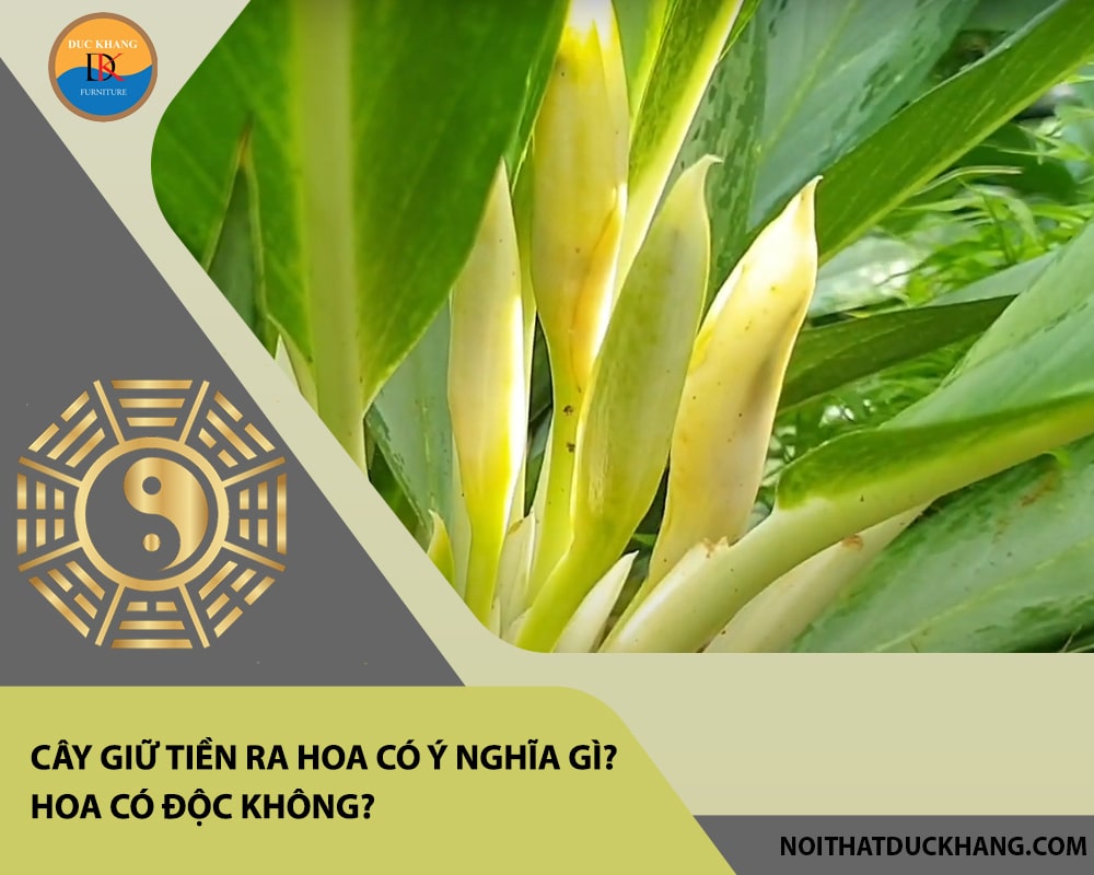 Cây giữ tiền ra hoa có ý nghĩa gì? Hoa có độc không?