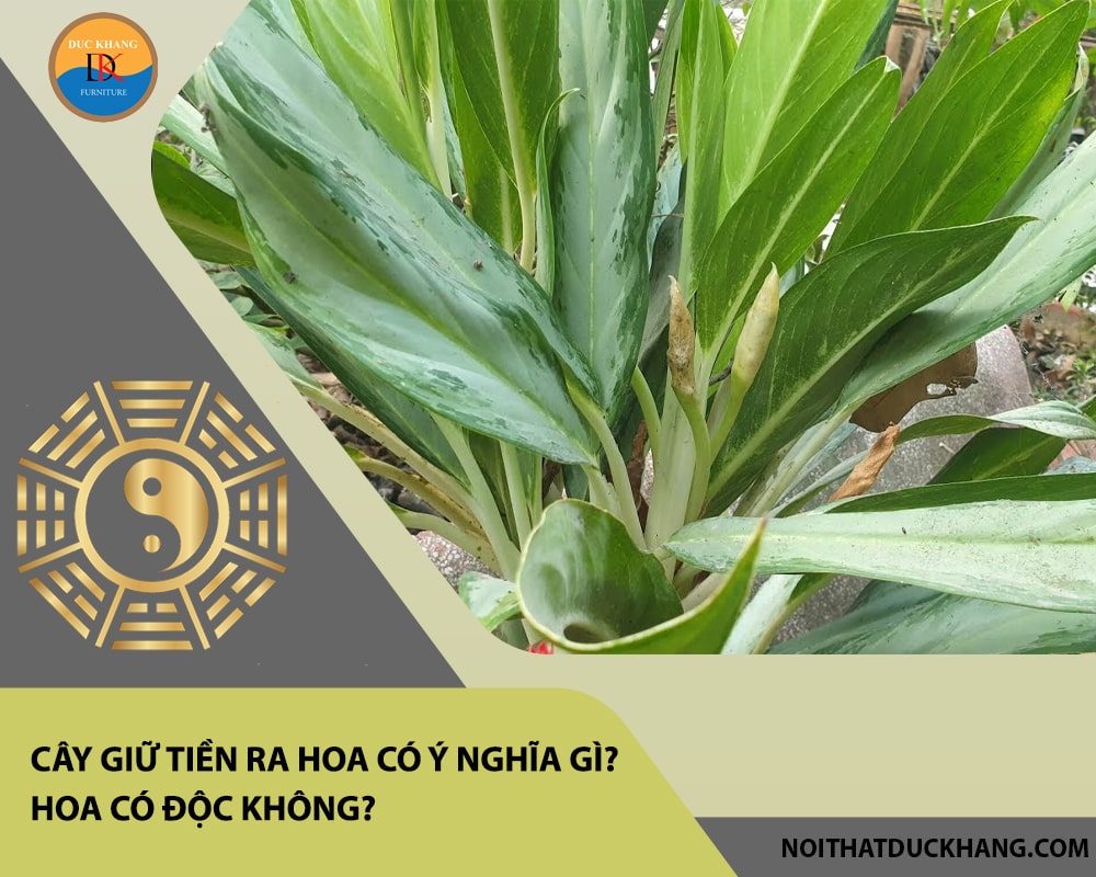 Cây giữ tiền ra hoa có ý nghĩa gì? Hoa có độc không?