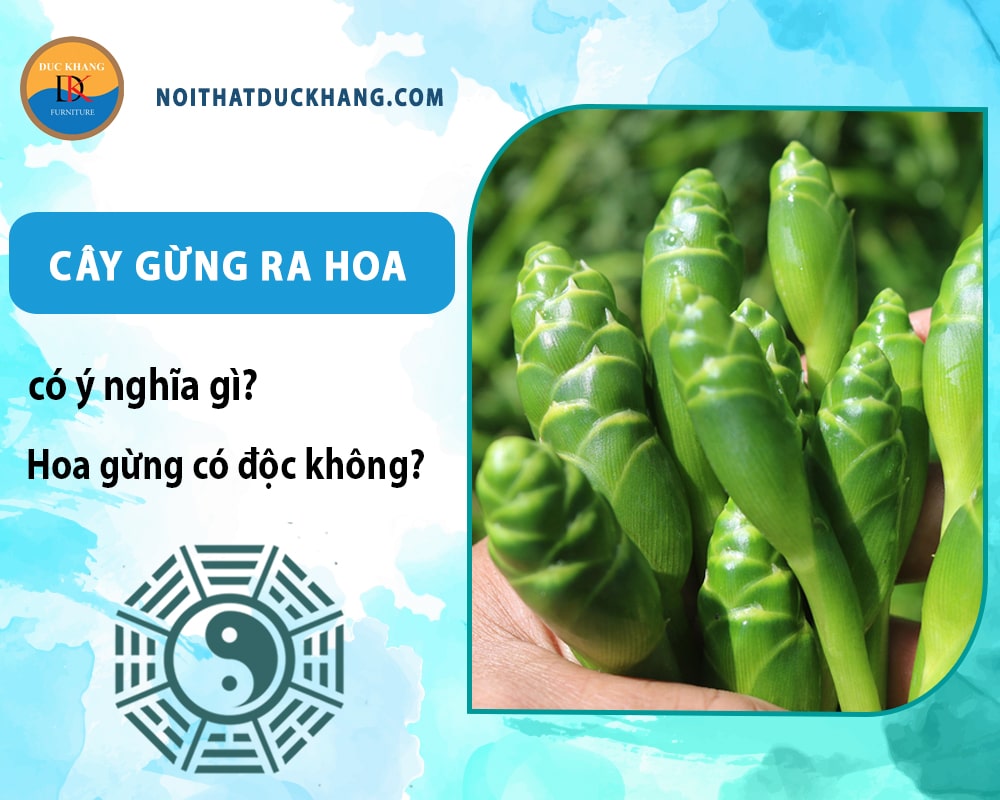 Cây gừng ra hoa có ý nghĩa gì? Hoa gừng có độc không? Cây gừng ra hoa có ý nghĩa gì? Hoa gừng có độc không?