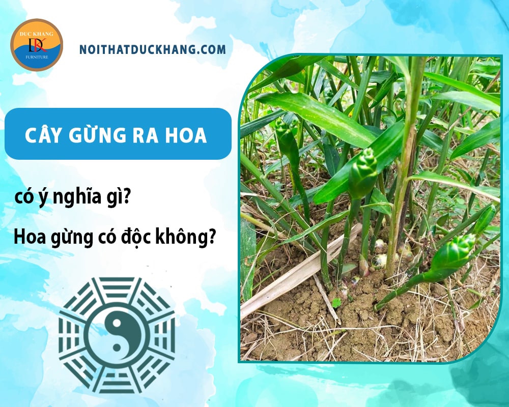 Cây gừng ra hoa có ý nghĩa gì? Hoa gừng có độc không? Cây gừng ra hoa có ý nghĩa gì? Hoa gừng có độc không?
