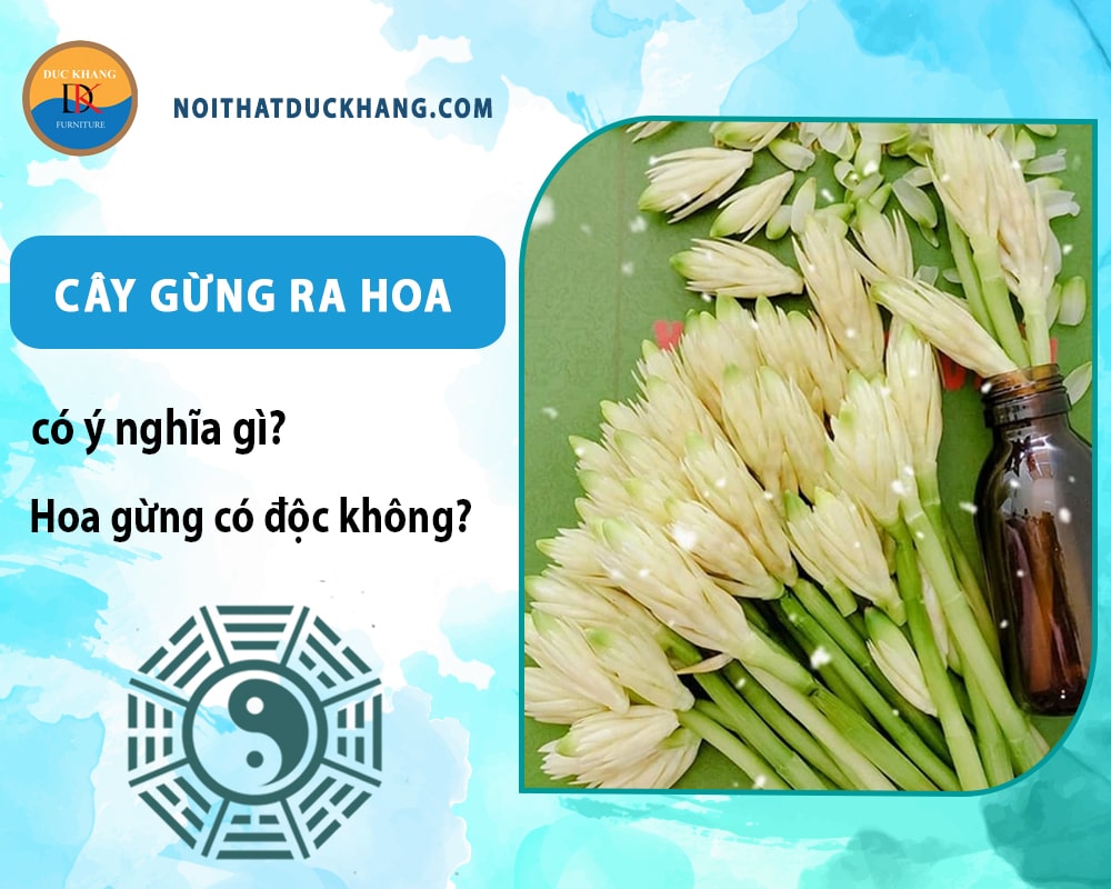 Cây gừng ra hoa có ý nghĩa gì? Hoa gừng có độc không? Cây gừng ra hoa có ý nghĩa gì? Hoa gừng có độc không?