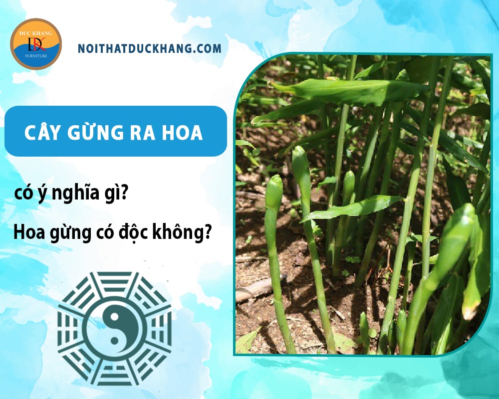 Cây gừng ra hoa có ý nghĩa gì? Hoa gừng có độc không? Cây gừng ra hoa có ý nghĩa gì? Hoa gừng có độc không?