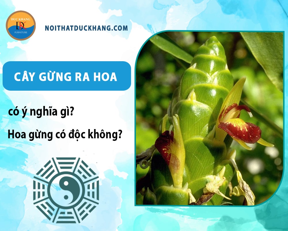 Cây gừng ra hoa có ý nghĩa gì? Hoa gừng có độc không? Cây gừng ra hoa có ý nghĩa gì? Hoa gừng có độc không?