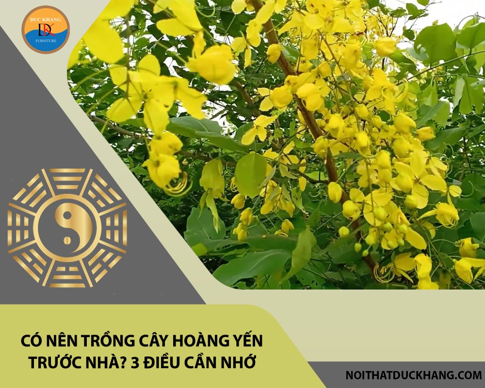 Có nên trồng cây hoàng yến trước nhà? 3 điều cần nhớ