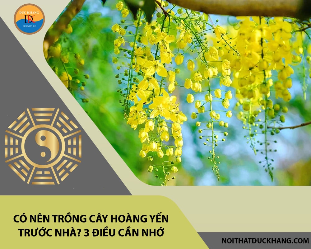 Có nên trồng cây hoàng yến trước nhà? 3 điều cần nhớ