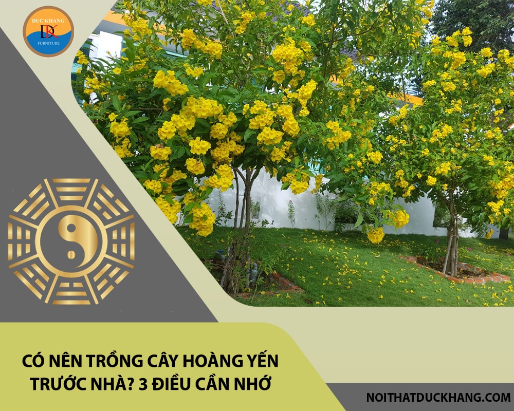 Có nên trồng cây hoàng yến trước nhà? 3 điều cần nhớ