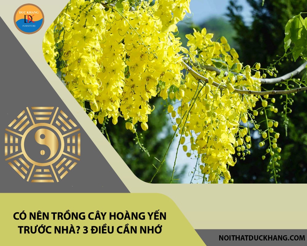 Có nên trồng cây hoàng yến trước nhà? 3 điều cần nhớ