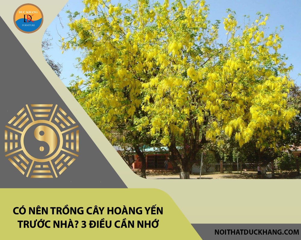 Có nên trồng cây hoàng yến trước nhà? 3 điều cần nhớ