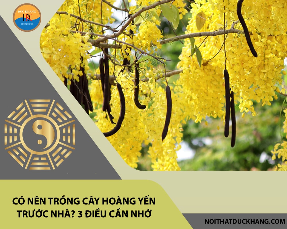 Có nên trồng cây hoàng yến trước nhà? 3 điều cần nhớ