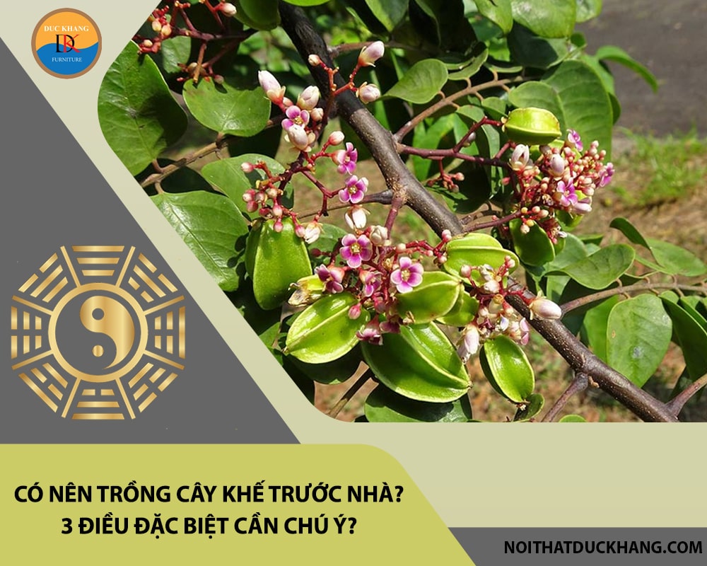 Có nên trồng cây khế trước nhà? 3 điều đặc biệt cần chú ý?